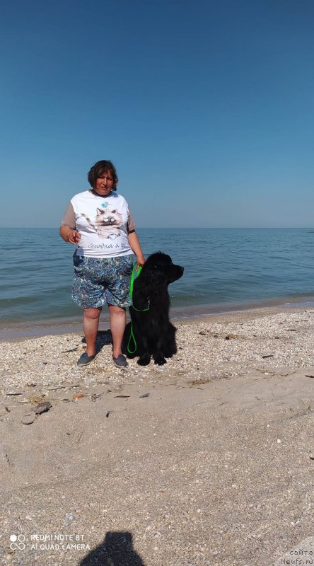 Фото: ньюфаундленд Krestovaya Dama s Berega Dona (Крестовая Дама с Берега Дона), Liliana Rahmatova (Лилиана Рахматова)