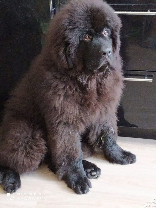 Фото: ньюфаундленд Super Premium Elizar (Супер Премиум Елизар)