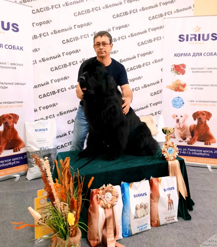 Фото: ньюфаундленд Amina'c First Toy (Аминас Фест Той), Roman Bilinskiy (Роман Билинский)