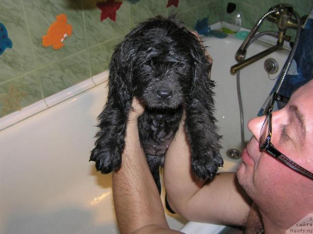 Фото: ньюфаундленд Dyurbahler Klab Al'faretta Vin'etta (Дюрбахлер Клаб Альфаретта Виньетта)