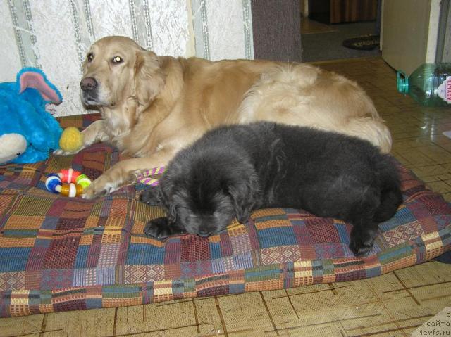 Фото: ньюфаундленд Dyurbahler Klab Al'faretta Vin'etta (Дюрбахлер Клаб Альфаретта Виньетта), Лиса