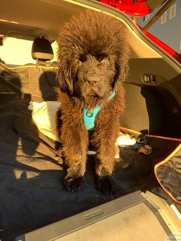 Фото: ньюфаундленд Super Premium Egipet (Супер Премиум Египет)