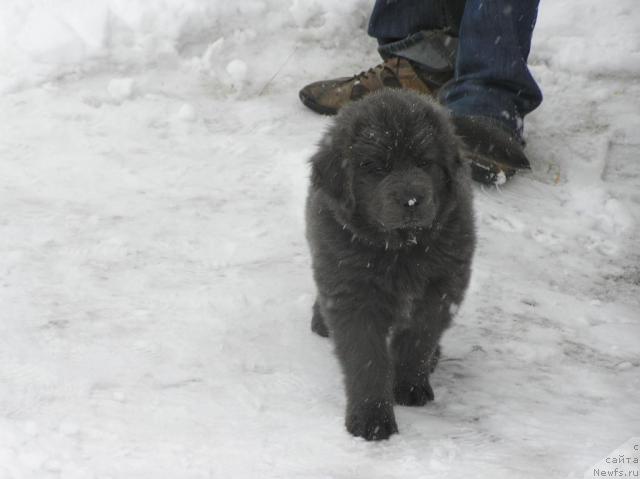 Фото: ньюфаундленд Dyurbahler Klab Al'faretta Vin'etta (Дюрбахлер Клаб Альфаретта Виньетта)