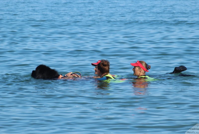 Фото: ньюфаундленд Richchi s Berega Dona (Риччи с Берега Дона)