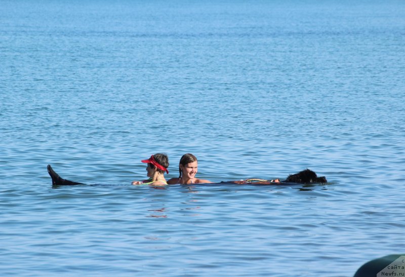 Фото: ньюфаундленд Richchi s Berega Dona (Риччи с Берега Дона), Anastasiya Kireeva (Анастасия Киреева)