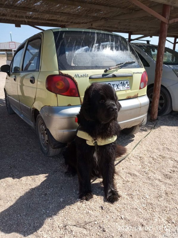 Фото: ньюфаундленд Daanich Veselyiy Rodjer (Даанич Веселый Роджер)