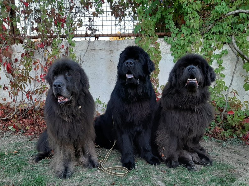 Фотография № 247644