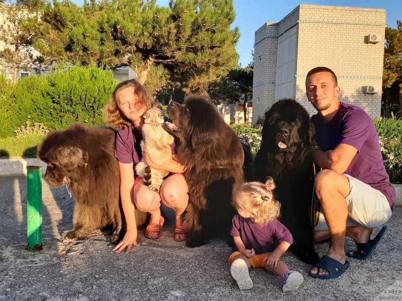 Фото: ньюфаундленд Dyurbahler Klab Al'faretta Vin'etta (Дюрбахлер Клаб Альфаретта Виньетта), ньюфаундленд Melty Wave Marine Tifeya (Мелти Вейв Марин Тифея), ньюфаундленд Richchi s Berega Dona (Риччи с Берега Дона), Блюм, Anna Petrushkina (Анна Петрушкина)