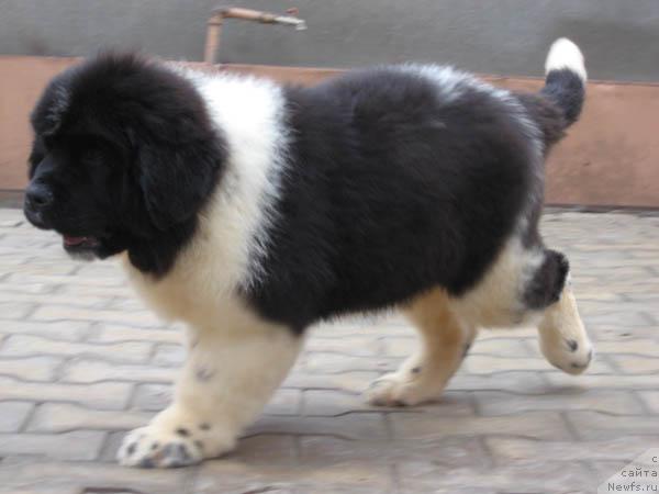 Фото: ньюфаундленд Nahodka Dlya Dushi s Berega Dona (Находка Для Души с Берега Дона)