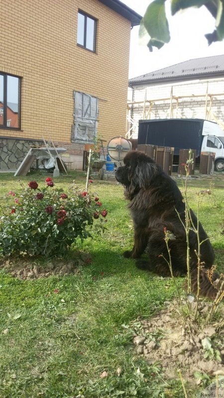 Фото: ньюфаундленд Sirius Bol'shoy Pes (Сириус Большой Пес)