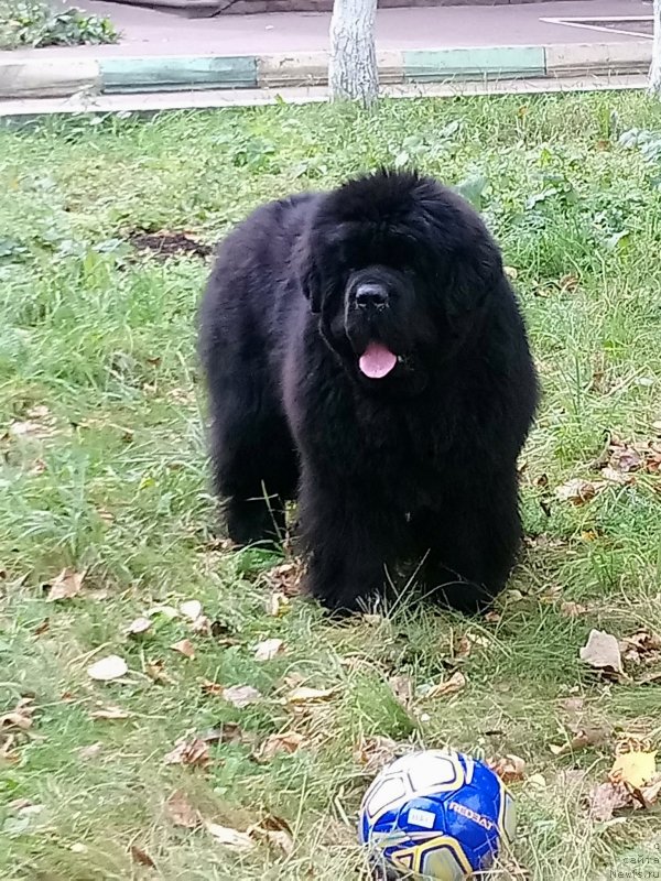 Фото: ньюфаундленд Darkflight Maryland (Даркфлайт Мэриленд)