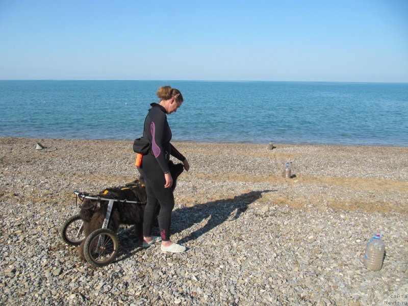 Фото: ньюфаундленд Melty Wave Marine Tifeya (Мелти Вейв Марин Тифея), Anna Petrushkina (Анна Петрушкина)