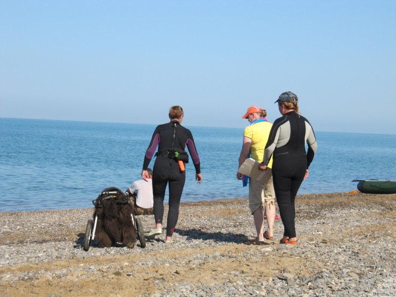 Фото: ньюфаундленд Melty Wave Marine Tifeya (Мелти Вейв Марин Тифея), Anna Petrushkina (Анна Петрушкина)