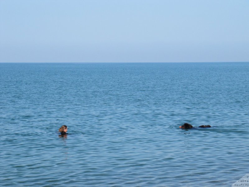Фото: ньюфаундленд Melty Wave Marine Tifeya (Мелти Вейв Марин Тифея), Anna Petrushkina (Анна Петрушкина)