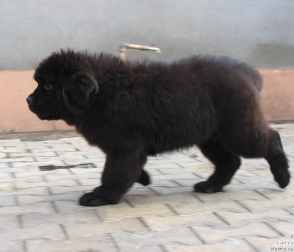 Фото: ньюфаундленд Novaya Skazka s Berega Dona (Новая Сказка с Берега Дона)