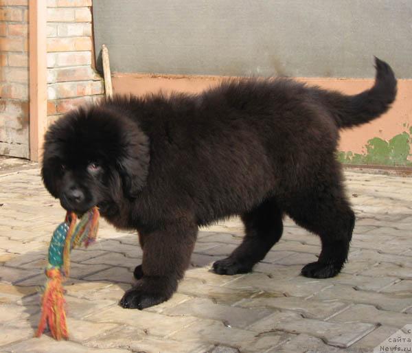 Фото: ньюфаундленд Novaya Skazka s Berega Dona (Новая Сказка с Берега Дона)