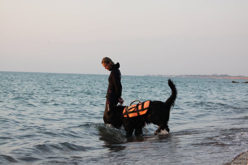 Фото: ньюфаундленд Richchi s Berega Dona (Риччи с Берега Дона), Anastasiya Kireeva (Анастасия Киреева)