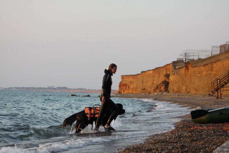 Фото: ньюфаундленд Richchi s Berega Dona (Риччи с Берега Дона), Anastasiya Kireeva (Анастасия Киреева)