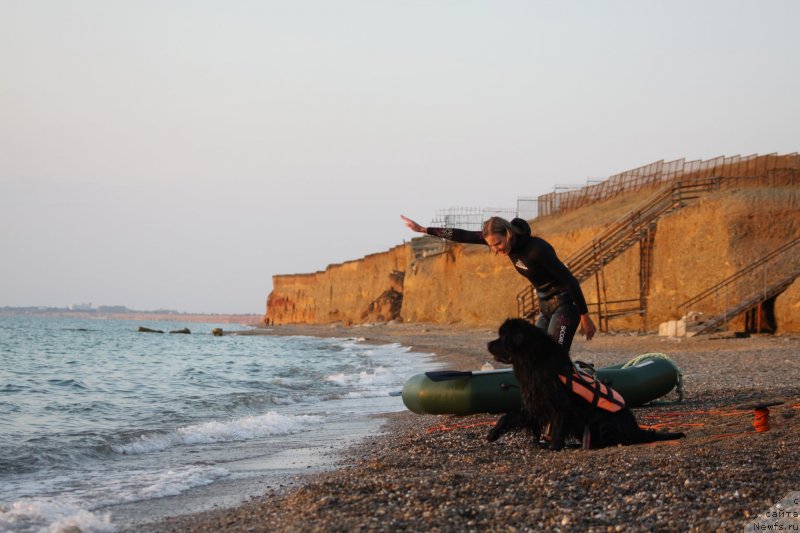 Фото: ньюфаундленд Richchi s Berega Dona (Риччи с Берега Дона), Anastasiya Kireeva (Анастасия Киреева)