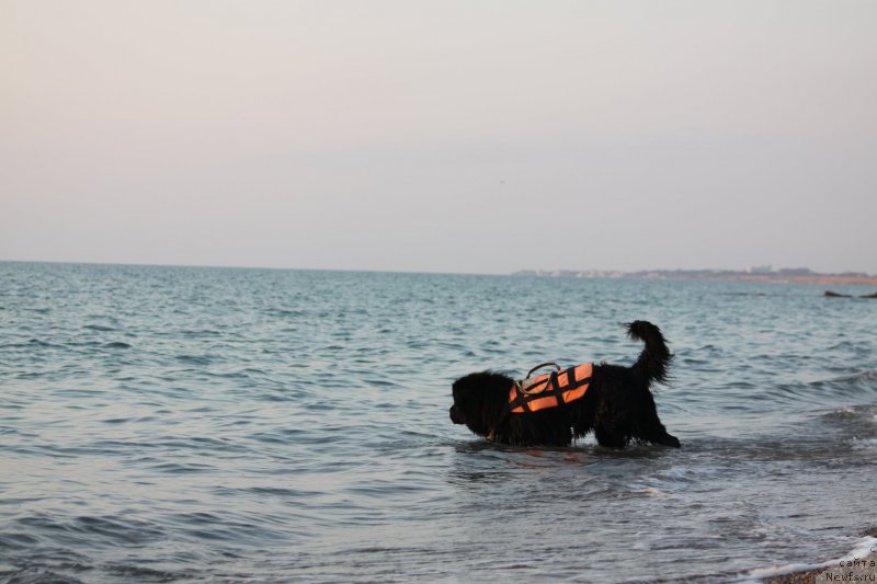 Фото: ньюфаундленд Richchi s Berega Dona (Риччи с Берега Дона)