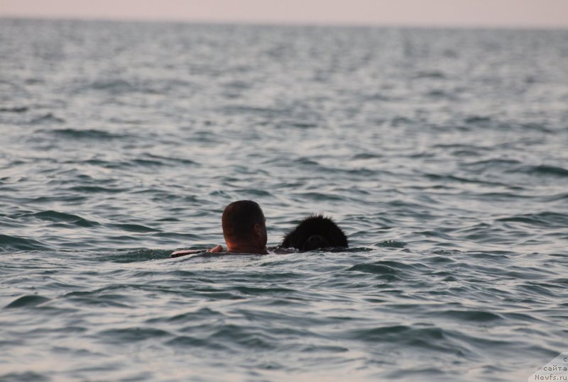 Фото: ньюфаундленд Richchi s Berega Dona (Риччи с Берега Дона)