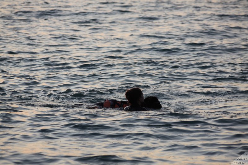 Фото: ньюфаундленд Richchi s Berega Dona (Риччи с Берега Дона)