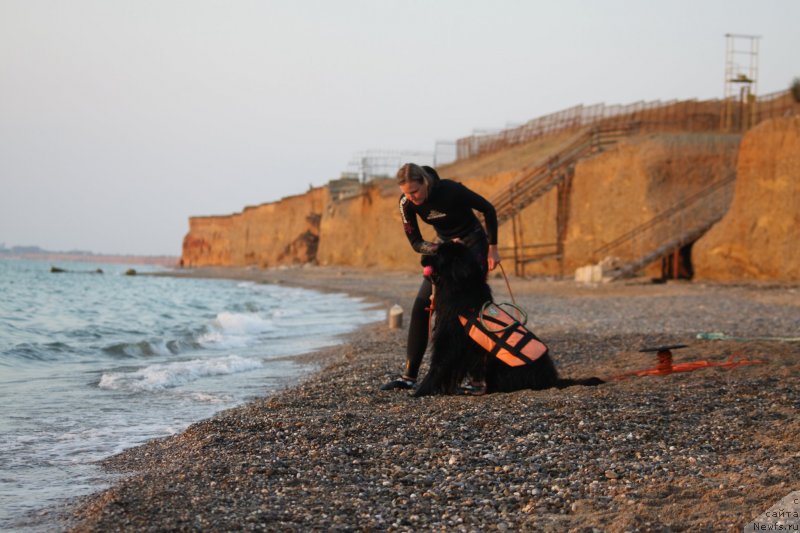 Фото: ньюфаундленд Richchi s Berega Dona (Риччи с Берега Дона), Anastasiya Kireeva (Анастасия Киреева)