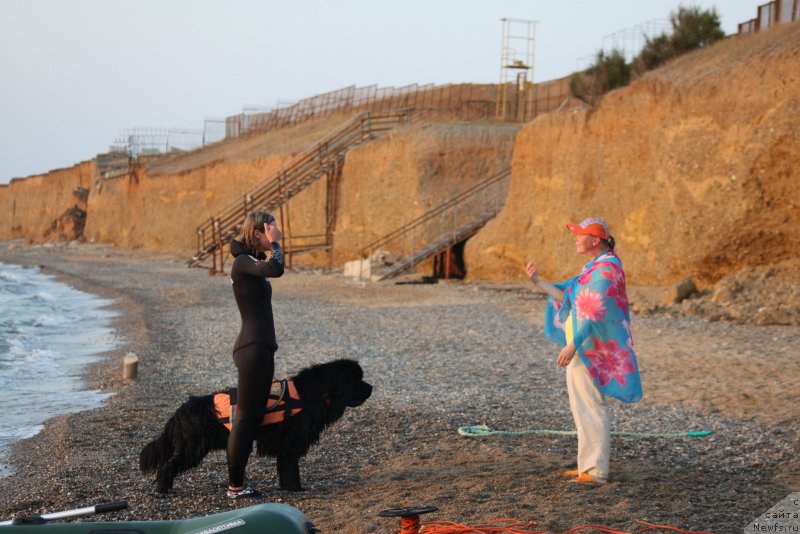 Фото: ньюфаундленд Richchi s Berega Dona (Риччи с Берега Дона), Anastasiya Kireeva (Анастасия Киреева)