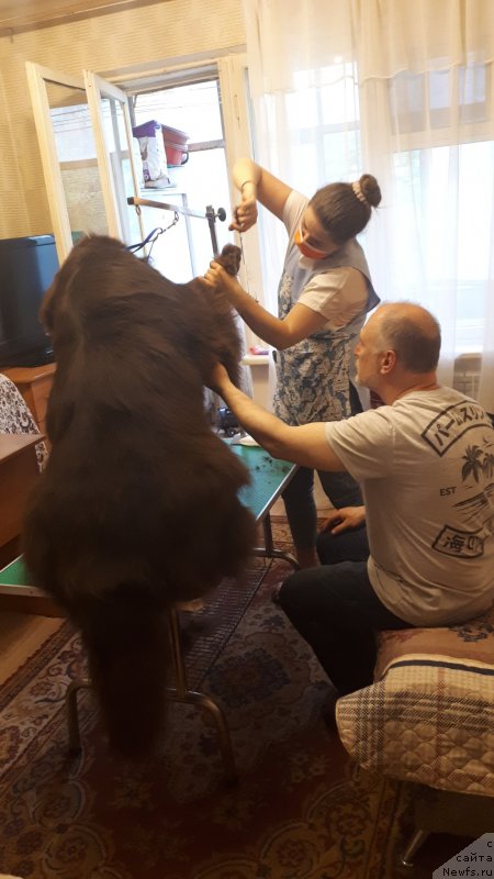 Фото: ньюфаундленд Vereskovyj Mjod s Berega Dona (Вересковый Мёд с Берега Дона)