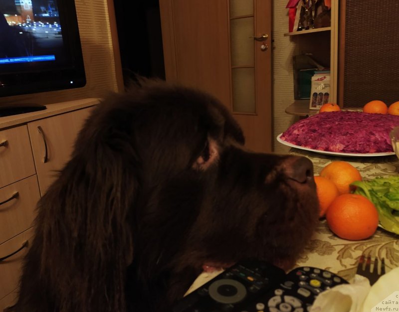 Фотография № 247776