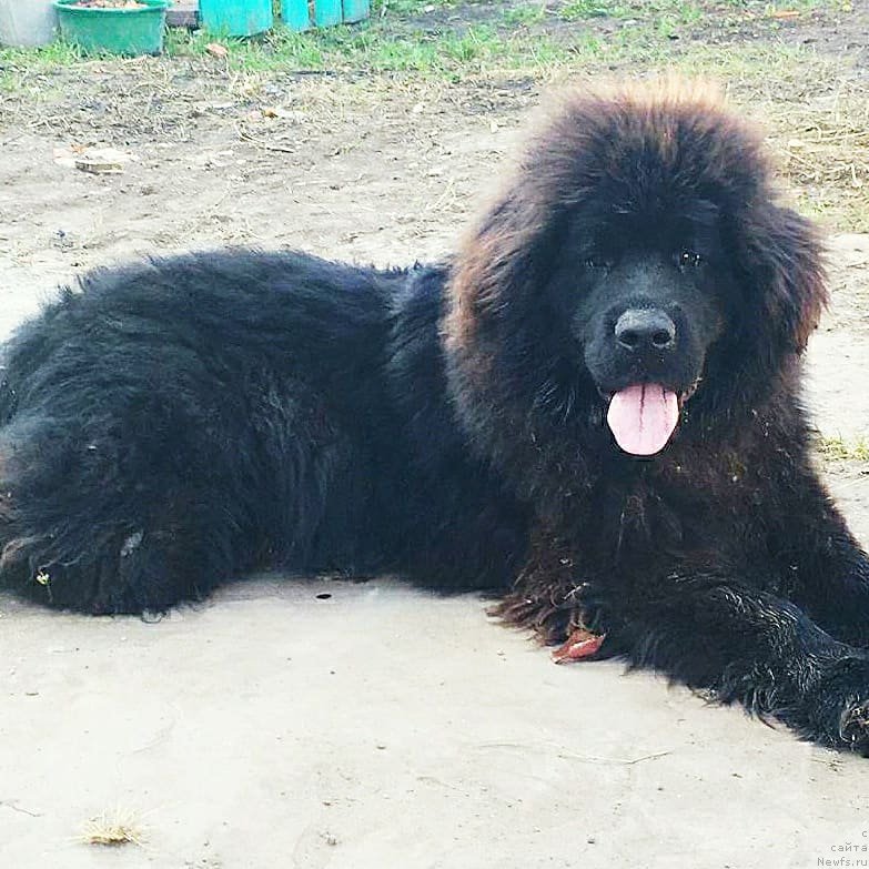 Фото: ньюфаундленд May Frend N'yufi Komandor Kruzo (Май Френд Ньюфи Командор Крузо)