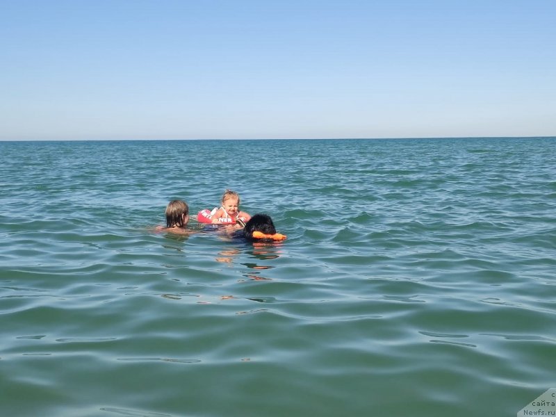 Фото: ньюфаундленд Richchi s Berega Dona (Риччи с Берега Дона)