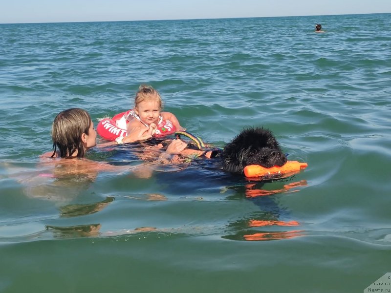 Фото: ньюфаундленд Richchi s Berega Dona (Риччи с Берега Дона)