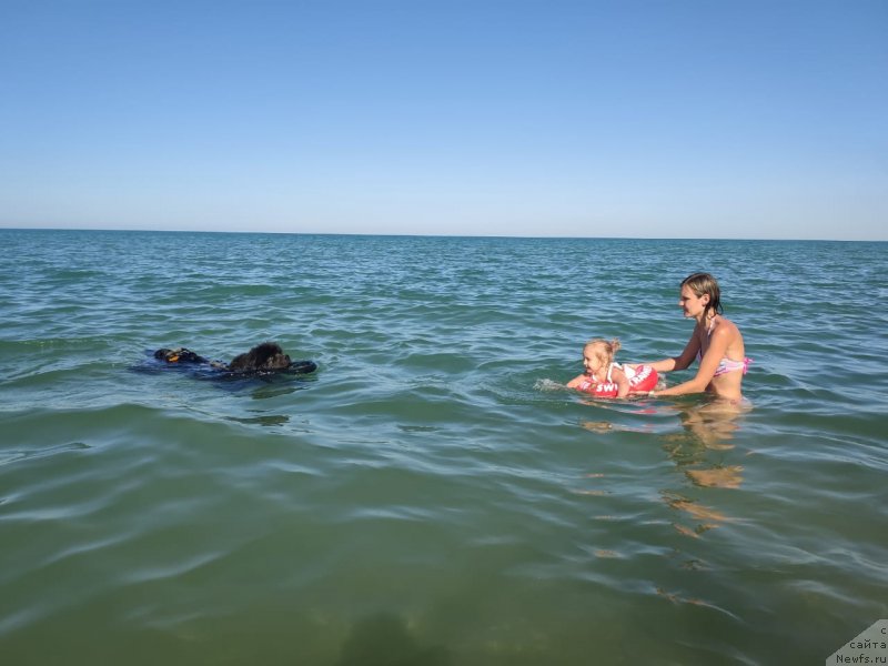 Фото: ньюфаундленд Melty Wave Marine Tifeya (Мелти Вейв Марин Тифея), Anastasiya Kireeva (Анастасия Киреева)