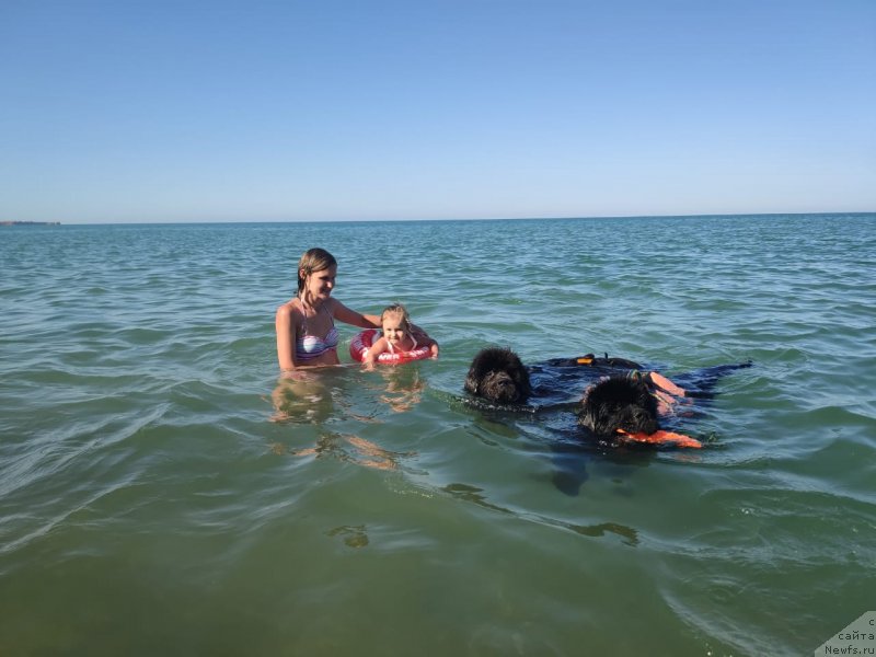 Фото: ньюфаундленд Melty Wave Marine Tifeya (Мелти Вейв Марин Тифея), ньюфаундленд Richchi s Berega Dona (Риччи с Берега Дона), Anastasiya Kireeva (Анастасия Киреева)