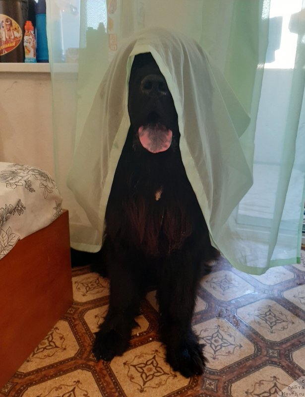 Фотография № 247810