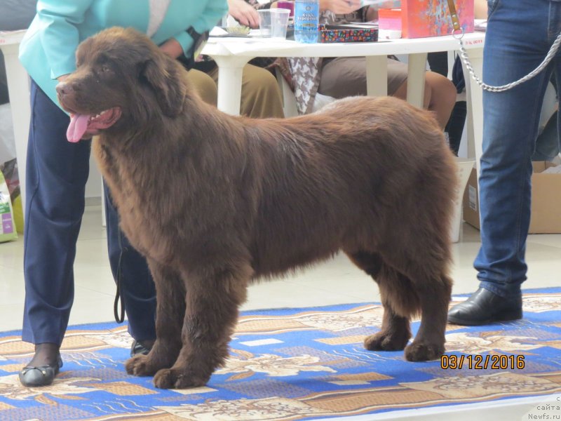 Фото: ньюфаундленд Hit Sheliko Dolce Vita (Хит Шелико Дольче Вита)