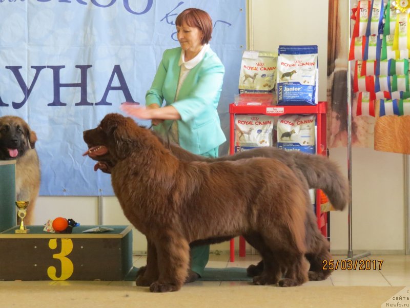 Фото: ньюфаундленд Hit Sheliko Dolce Vita (Хит Шелико Дольче Вита), ньюфаундленд Hit SHeliko Golden CHerri Braun (Хит Шелико Голден Черри Браун)