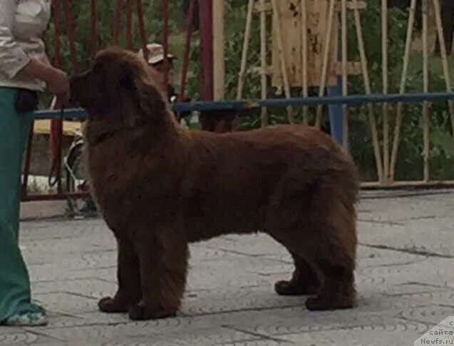 Фото: ньюфаундленд Hit Sheliko Dolce Vita (Хит Шелико Дольче Вита)