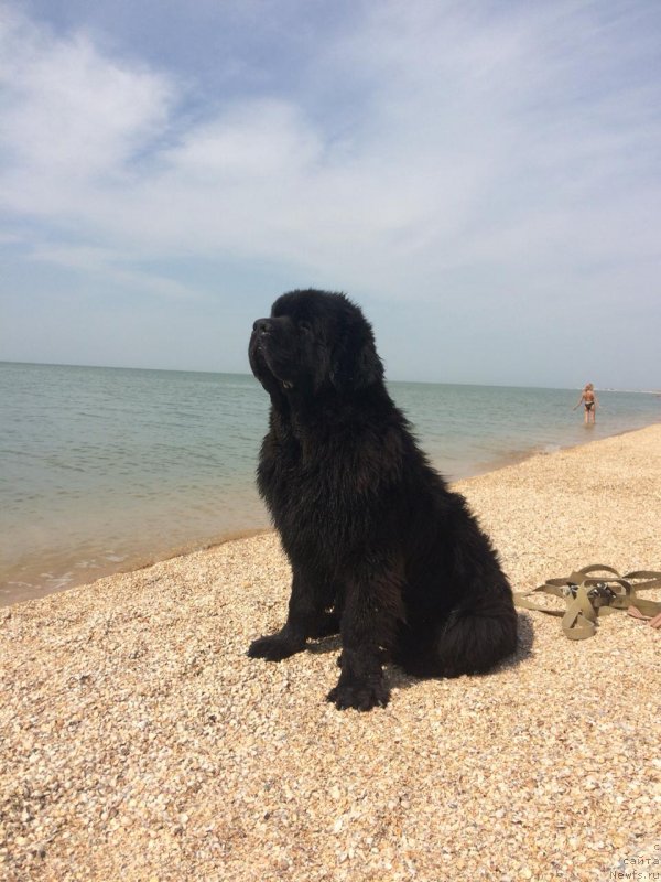 Фото: ньюфаундленд Brownblood MSK Brave Night Bennet (Браунблад МСК Брейв Найт Беннет)