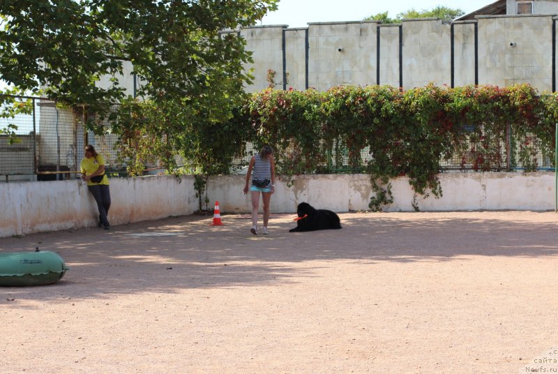 Фото: ньюфаундленд Richchi s Berega Dona (Риччи с Берега Дона), Anastasiya Kireeva (Анастасия Киреева)