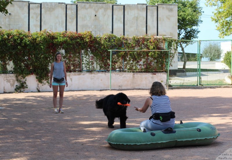 Фото: ньюфаундленд Richchi s Berega Dona (Риччи с Берега Дона), Anastasiya Kireeva (Анастасия Киреева)