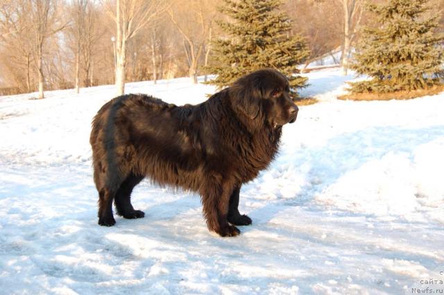 Фото: ньюфаундленд Lesnaya Skazka Raskrasavica (Лесная Сказка Раскрасавица)