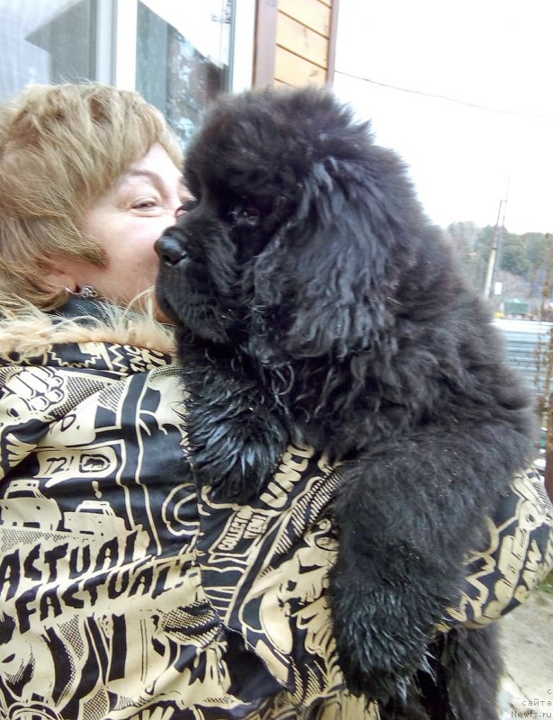 Фото: ньюфаундленд Elefant iz Plemeni Kedra (Элефант из Племени Кедра)