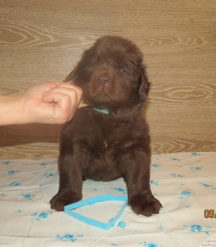 Фото: Хит Шелико Империал Супер Премиум