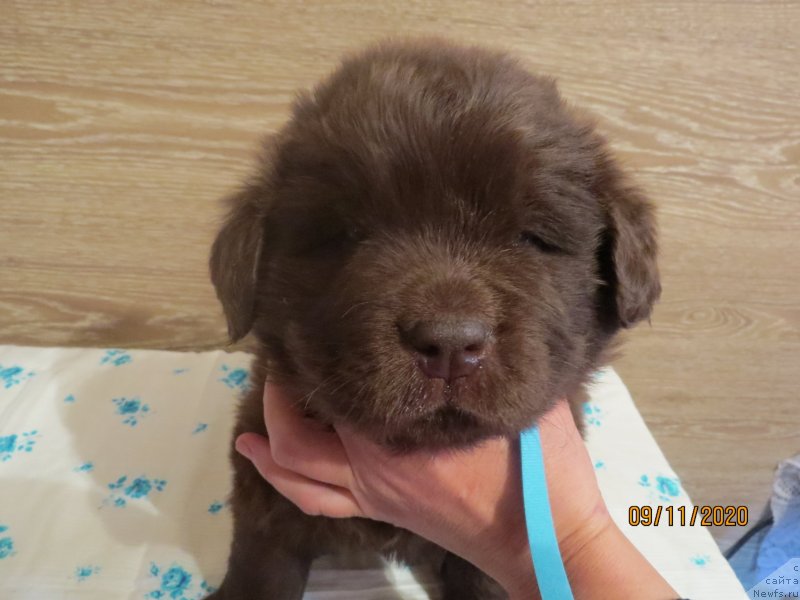 Фото: Хит Шелико Империал Супер Премиум