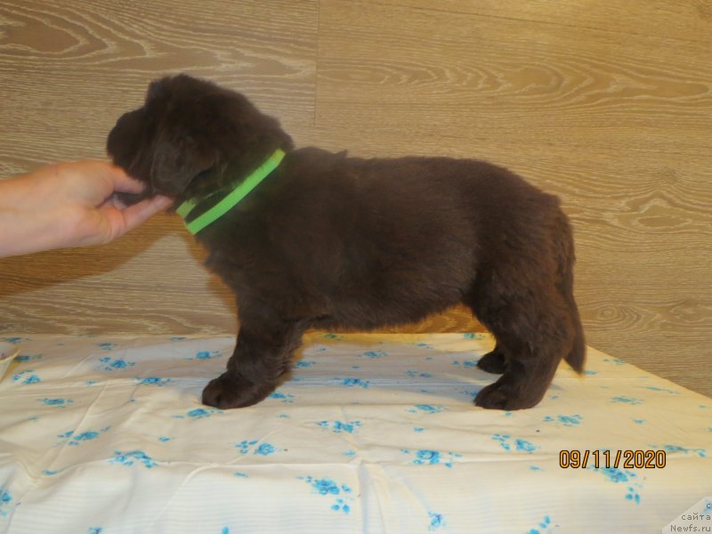 Фото: Хит Шелико Инсендио Диаманте