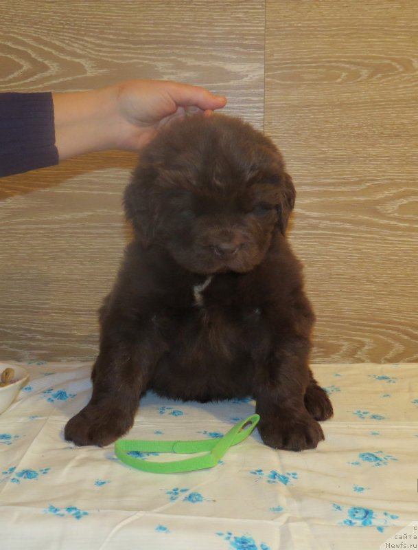 Фото: Хит Шелико Инсендио Диаманте