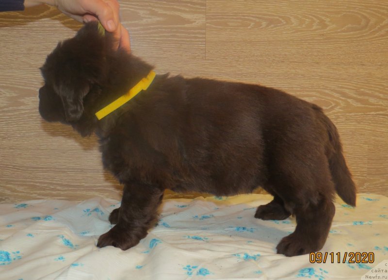 Фото: Хит Шелико Инфинити Фелицидад