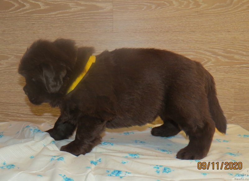 Фото: Хит Шелико Инфинити Фелицидад